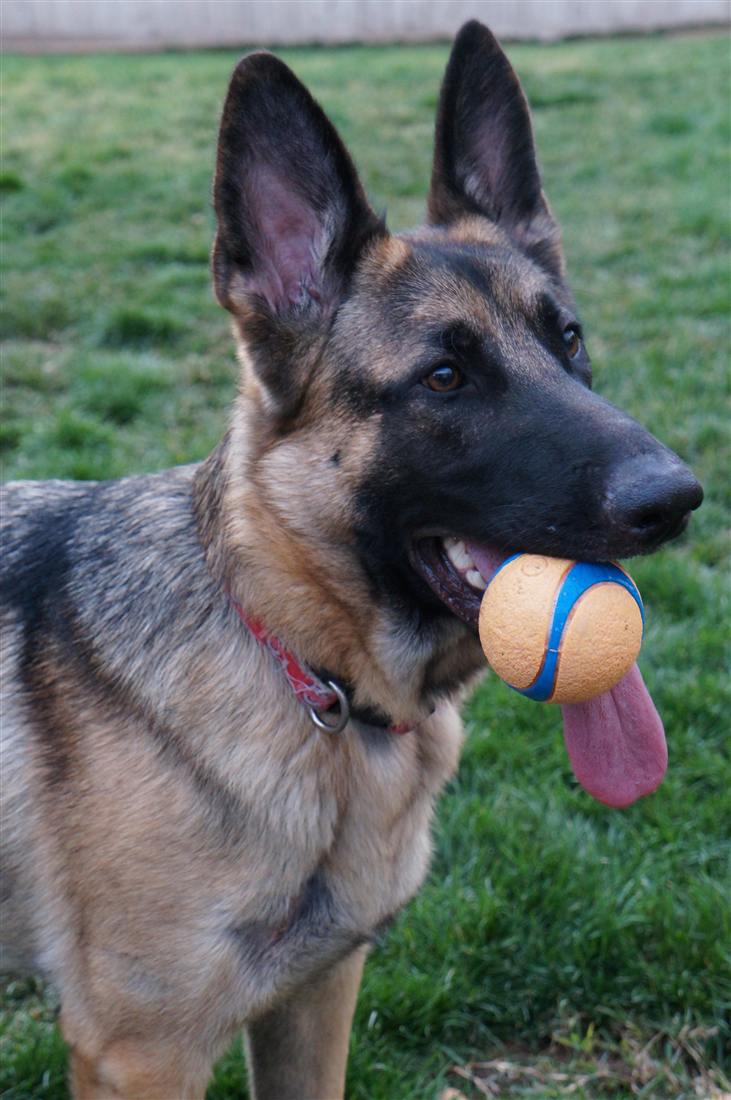 Confident German Shepherd with a ball