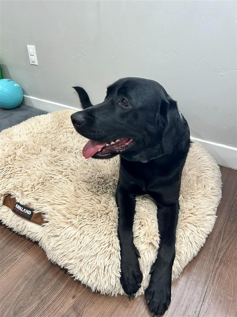 Dog relaxing on a bed at home