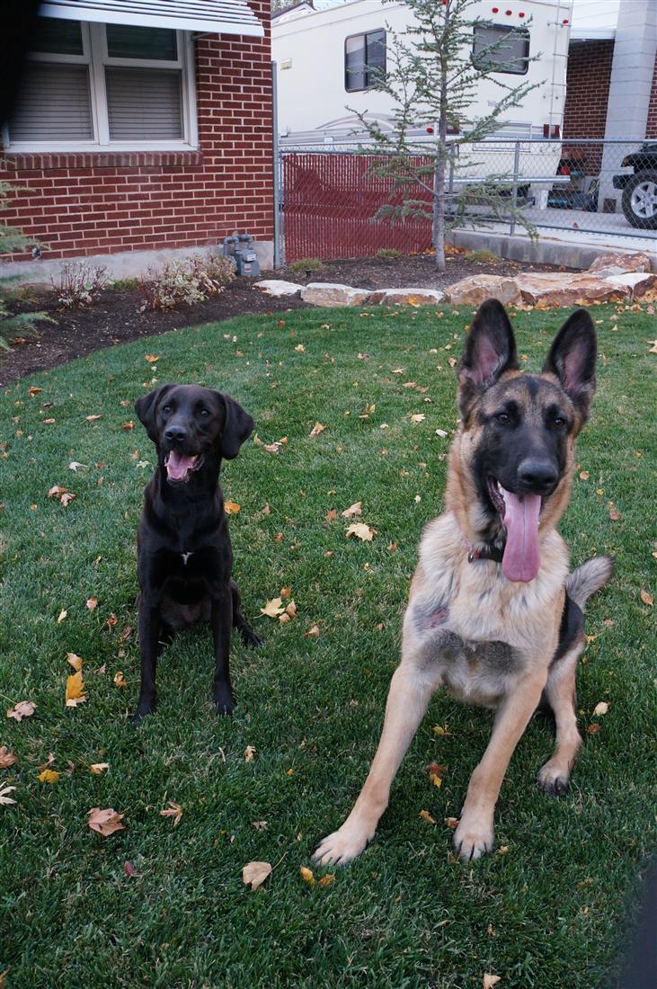 Two dogs sitting together outdoors
